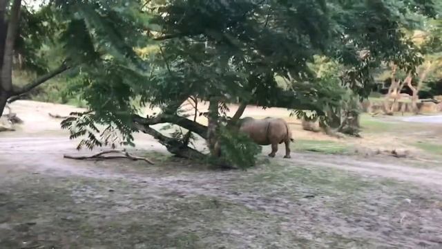 Kilimanjaro Safari‘s Rhinoceros 🦏 смотреть онлайн