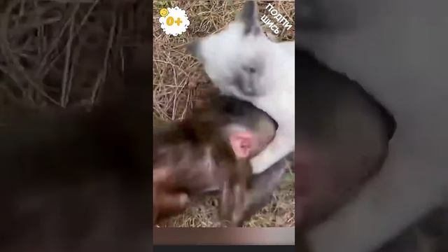Я ТАКОГО НИКОГДА НЕ ВИДЕЛА! Олег #Зубков #Люська #тайган смотреть онлайн