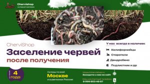 Как правильно заселить червя после получения (видео от партнера)