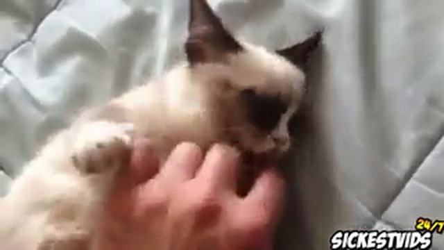 Приколы с котами - животными Funny смотреть онлайн