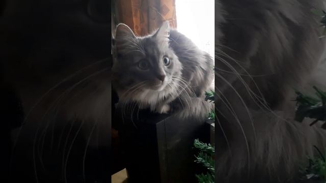 Котяра .Любимый .Умный ,ласковый ,очень хороший кот . смотреть онлайн
