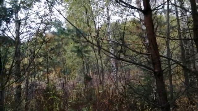 Охота с английским сеттером EDO od RACE на вальдшнепа смотреть онлайн