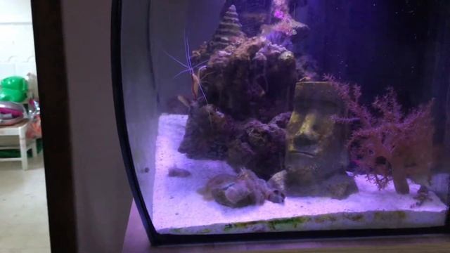 Getting tomato clownfish!!!🍅🍅🍅 смотреть онлайн
