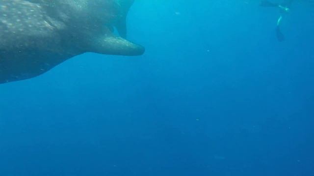 Whale Shark Migration смотреть онлайн