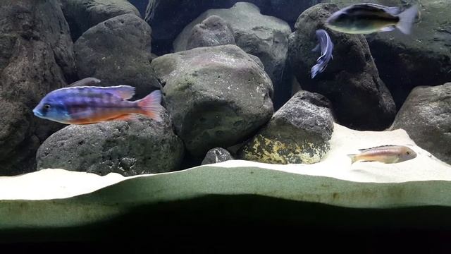 Pseudotropheus Perileucos