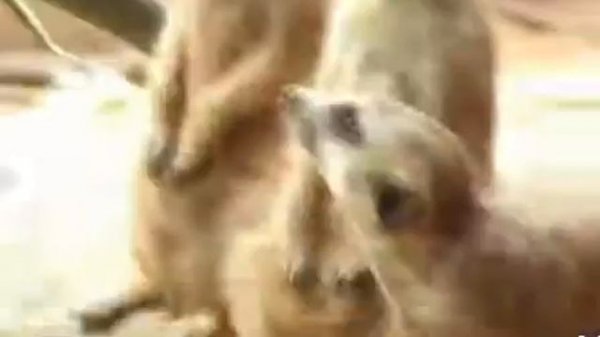 Смешные Сурикаты