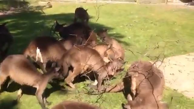 Funny Kangaroo Mating