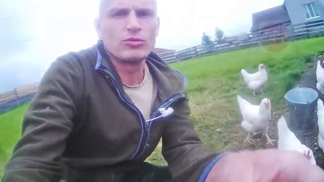 про село - АВГУСТ куры кролики заборы #сельхозвлог смотреть онлайн