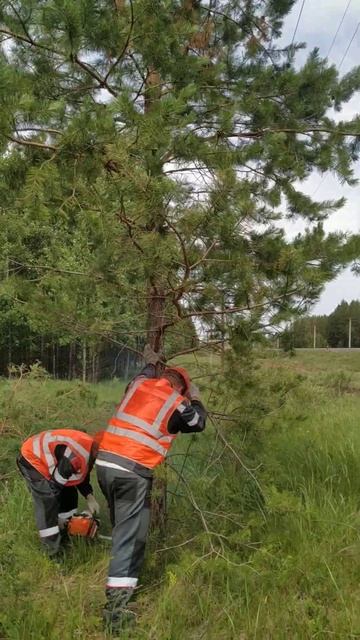 Расчистка ЛЭП