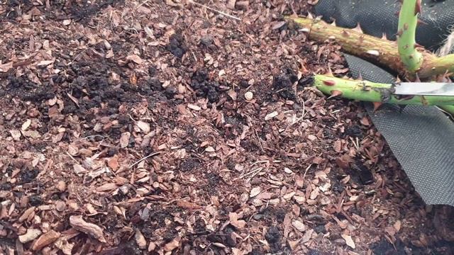 Как правильно замазать трещины на побегах роз. смотреть онлайн