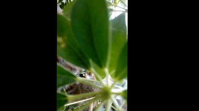 Уголок Джунглей на 8 этаже в заснеженном Крыму! Смотреть со звуком!! смотреть онлайн