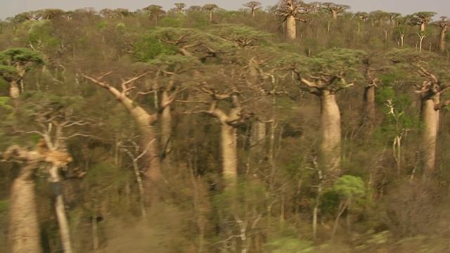 BBC: Мадагаскар 1 серия «Остров чудес» (документальный сериал, 2011) смотреть онлайн