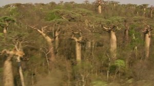 BBC: Мадагаскар 1 серия «Остров чудес» (документальный сериал, 2011)