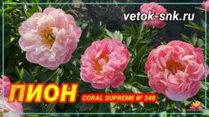 Пион Coral Supreme. Цветение 2022 года / Сад Ворошиловой