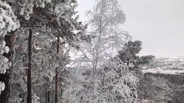 Арыкбалык зимний лес