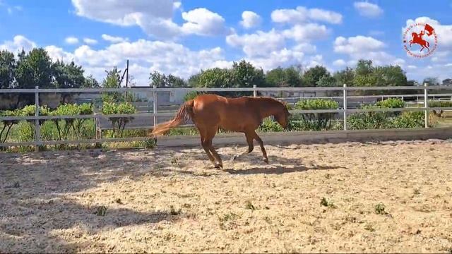 ЧИПОЛИНКА 14-21 | Завод имени Первой конной армии | Будённовская порода лошадей