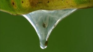 BBC: Мадагаскар 2 серия «Затерянные миры» (документальный сериал, 2011)