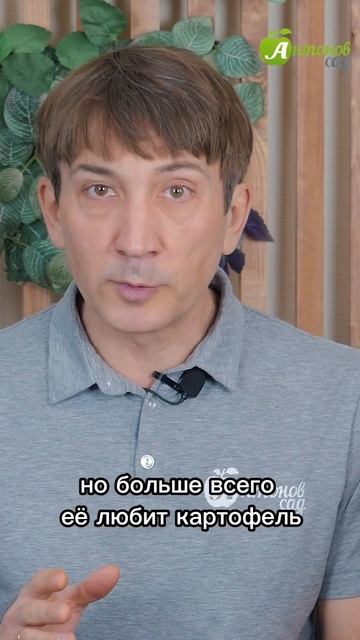 Калимагнезия: когда и как вносить? смотреть онлайн