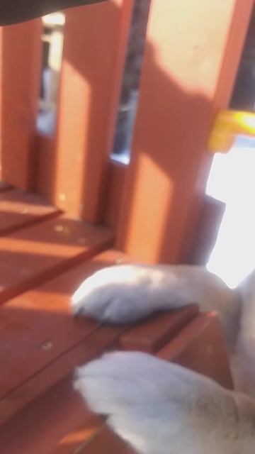 Dog Checking The Slide Of The Playground (Проверка собакой горки площадки)