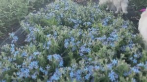 Твидия из семян. Пошаговое руководство.