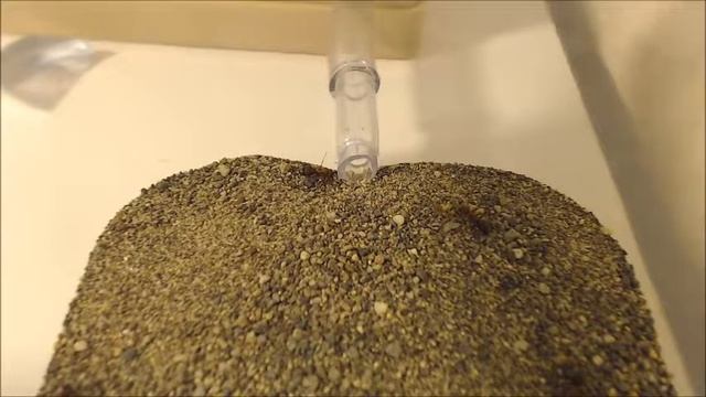 Formica aserva adopting lost worker 8x speed смотреть онлайн