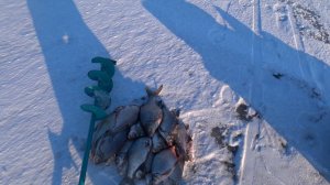 Да тут рыба пластами стоит.Рыбалка на леща и подлещика.Рыбалка в Астрахани в первый день весны.