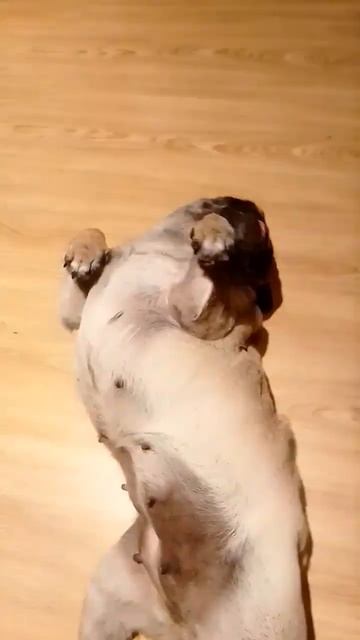 наглость второе имя #собака #юмор #dog #животные