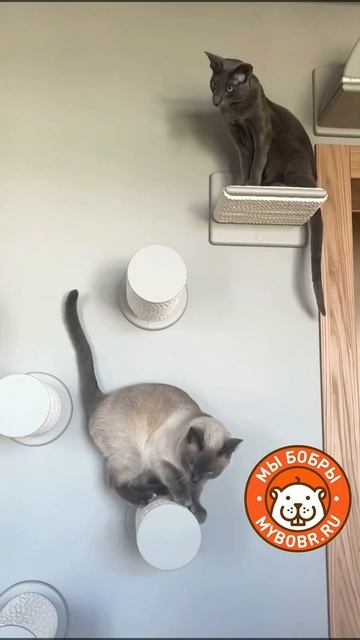Ступенки когтеточки  "Лунное равновесие" #котодром #cat #мы_бобры
