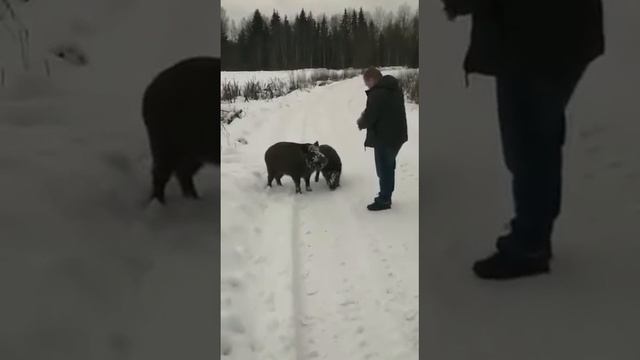 Охота на кабана с сухарями