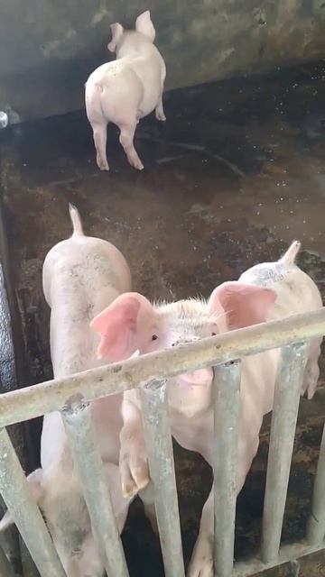Meet the Pig: Understanding Their Biology, Behavior, and Impact on Our World смотреть онлайн