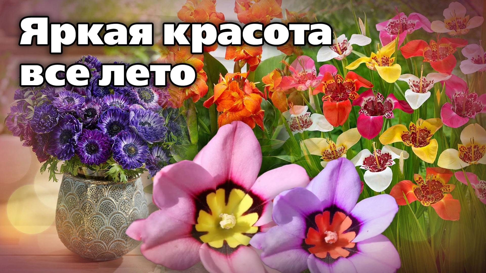 Мелколуковичные цветы. Высаживают весной - цветут все лето смотреть онлайн