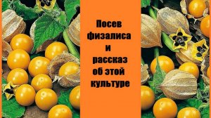 Посев физалиса на рассаду и рассказ об этой мало известной культуре