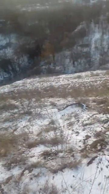 Здесь водятся лисы и волки смотреть онлайн