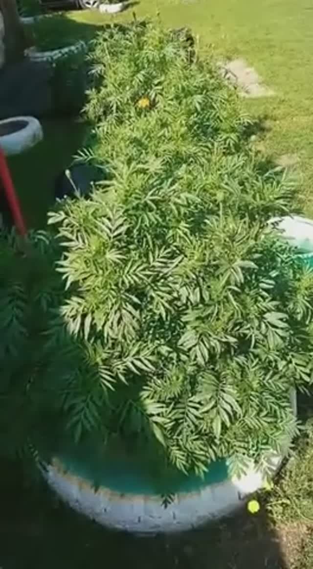 Козел с ведром смотреть онлайн