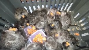 Утро в селе. УТКИ едят снег, НУТРЯТА - морковку. 03.03.25.