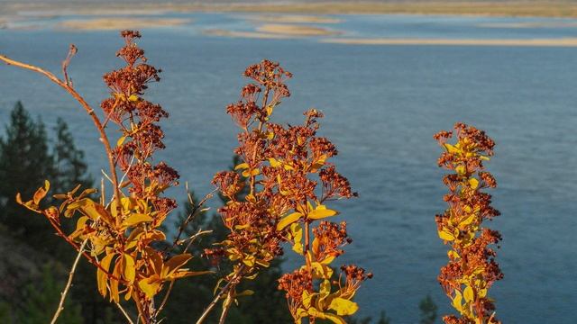 DANCING MUSIC. || Frailach 2 By E's Jammy Jams. || An Hour Version.