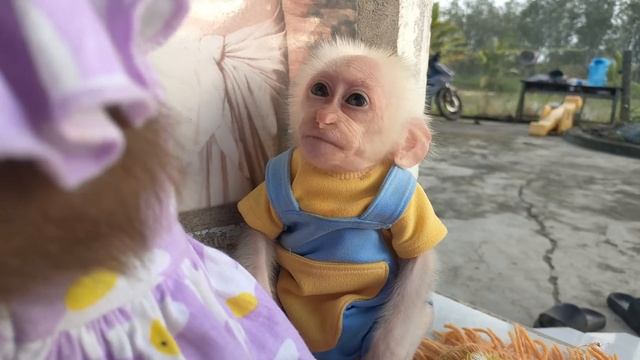 So funny and cute🤣! Baby monkey Su is the most loved by MiMi in the world смотреть онлайн