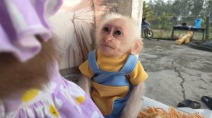 So funny and cute🤣! Baby monkey Su is the most loved by MiMi in the world