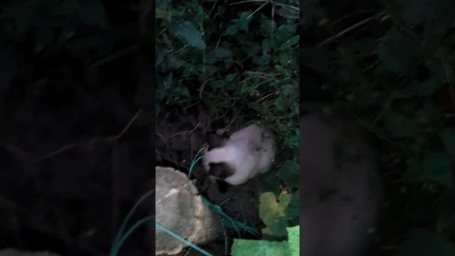 Страшные звери... смотреть онлайн