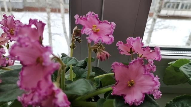 Цветение моих фиалок в начале марта. смотреть онлайн