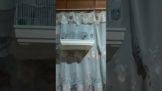 Седоголовый щегол Истаравшан смотреть онлайн