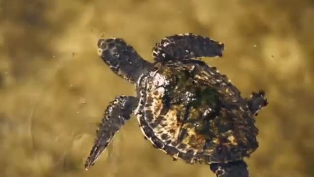 ♫ Mike Oldfield ♫ # Oceania #