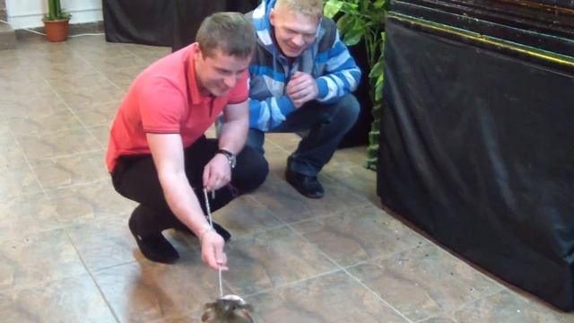 HDV 7177 смотреть онлайн