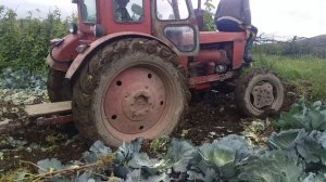 Трактор Т 40 в поле застрял с прицепом капусты l Трактор Т40 застрял в подъеме lTractor T40 is stuc
