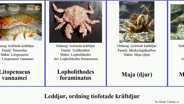 Leddjur, ordning tiofotade kräftdjur periclimenes cancer hummer platypus borealis arthropoda Shel смотреть онлайн