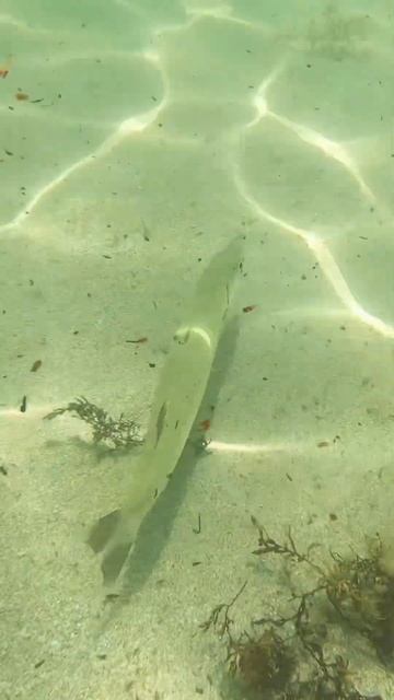 Barracuda on Hollywood beach. смотреть онлайн