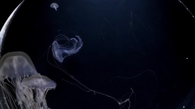 Polyp of Chrysaora pacifica(Part 4 Final) смотреть онлайн