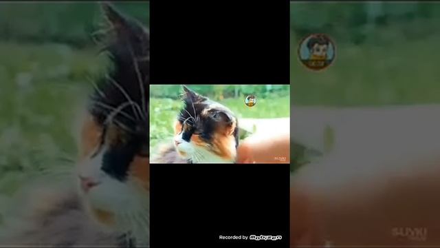 Что с Куки ? Куки умер?