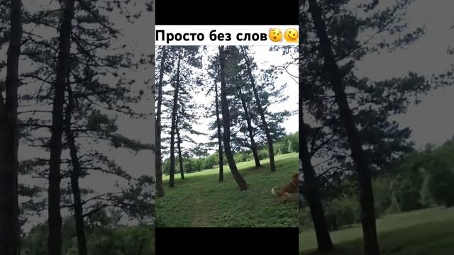 Это реально так легко?🫤 #злыесобаки #питомцы #собака #собакадругчеловека смотреть онлайн