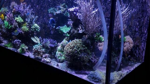 300 Gallon Reef Tank Water Change | Detritus Removal & Bubble Scrubbing смотреть онлайн